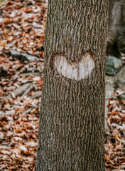 Heart carved into a maple tree