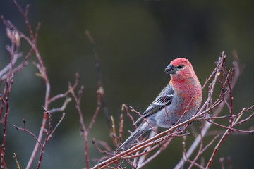 A male pine grosbeak looks for a meal among the willows in Wyoming