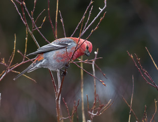 A male pine grosbeak looks for a meal among the willows in Wyoming