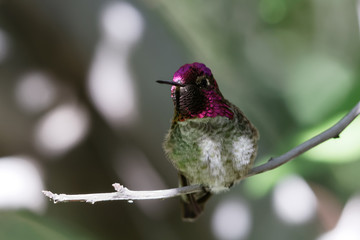 An Anna's hummingbird perches in the shade in Saguaro National Park, Arizona
