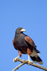 A Harris's hawk perches in the desert in Saguaro National Park, Arizona