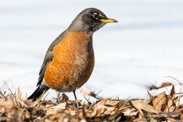 American Robin standing on the ground