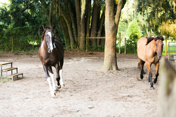 A horse galloping Outside on a Farm
