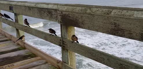 Birds by the Ocean