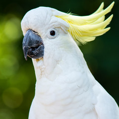 Yellow Crested Cockatoo