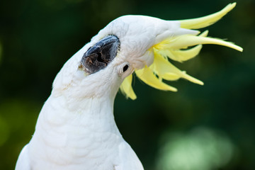 Yellow Crested Cockatoo © Rob D Wildlife