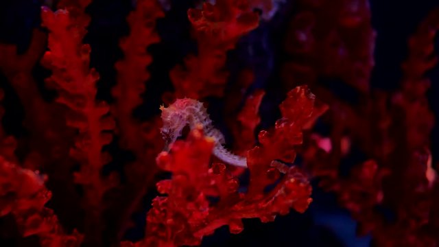 Sea Horse In Aquarium. These Seahorses Live In The Warm Seas Around Indonesia, Philippines And Malaysia. They Are Usually Yellow And Have An Unusual Black And White Striped Nose.