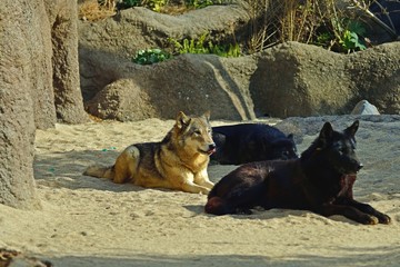 のんびりくつろぐシンリンオオカミ