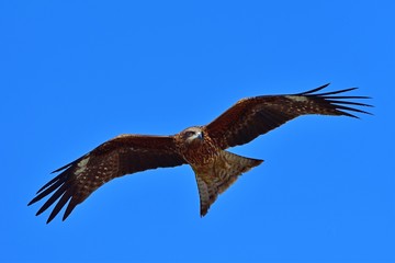 青空バックに悠然と飛ぶトンビ