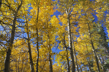 Background of Aspen trees with fall colors against a blue bright sky.