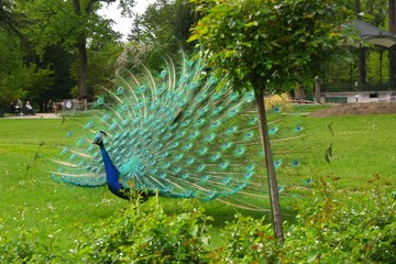 Obraz premium paon roue parc