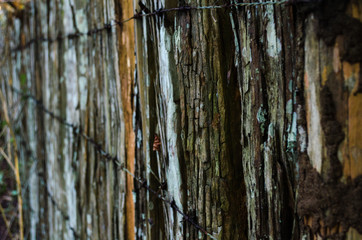 Wooden fence and wire. Wood with small lichens