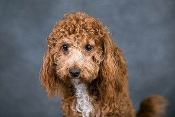 Bichon Poodle Bichpoo Mix Dog on a Gray Studio Background