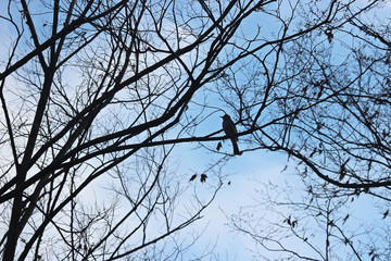 나무가지에 앉은 새