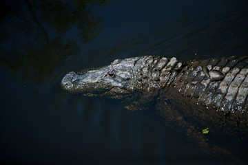 Alligator Crocodile in the Water Louisiana Swamp