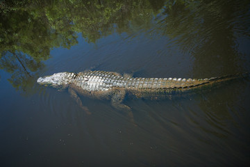 Alligator Crocodile in the Water Louisiana Swamp
