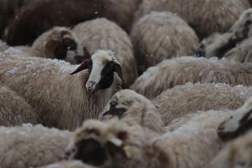 Naklejka premium Flock of sheep .Kars