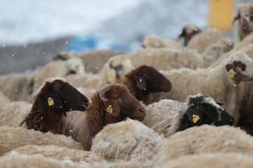 Flock of sheep .Kars