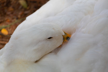 Fototapeta premium Close up to a white duck with the orange beak, resting in the shade