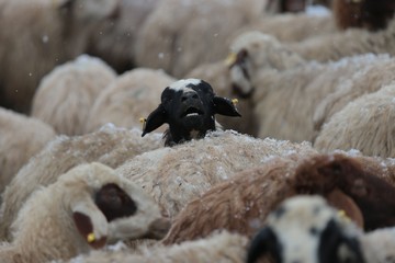 Naklejka premium Flock of sheep .Kars