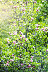 Tender pink magnolia flowers with green leaves in the garden under sunlights. Magnolia trees in the park. Spring, nature background