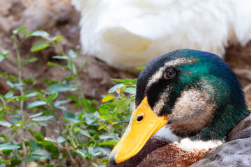 Closeup to a duck of green, brown and gray colors in its feathers