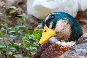 Closeup to a duck of green, brown and gray colors in its feathers