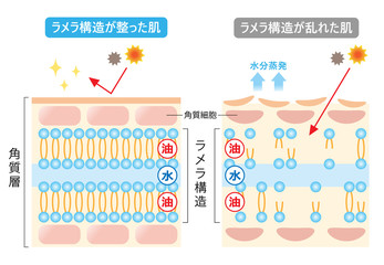 ラメラ構造　肌の断面図
