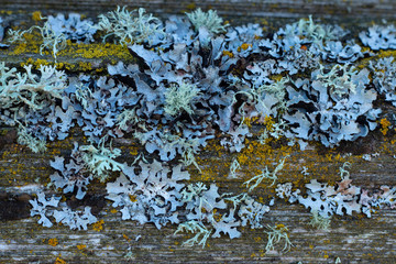 board with lichens