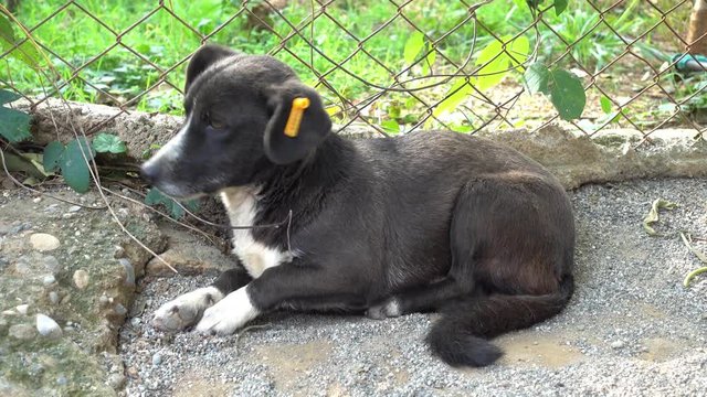 4K Small dog shivers with cold laying on the ground