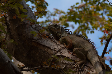 Portrait of a green and gray iguana, resting on a tree