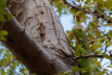 Obraz premium Small young green iguana climbed on a tree