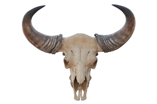 Skull of Asian bull head with sharp horn isolated on white background 