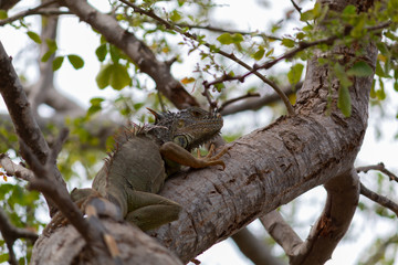 Portrait of a green and gray iguana, resting on a tree