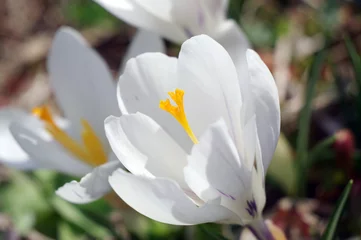 Fotobehang Krokus クロッカス  © Honki_Kumanyan