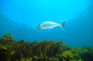 Australasian snapper Pagrus auratus hovering between blue sea surface and dense seaweeds covering bottom.