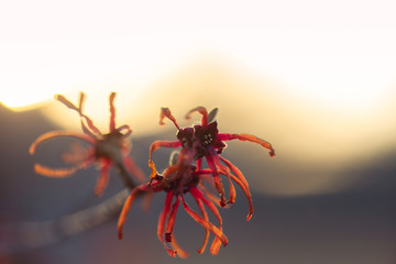 Red and orange witchhazel flowers in winter
