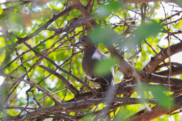  Small pigeon among the leaves of a tree