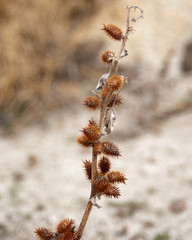 Autumn Weed