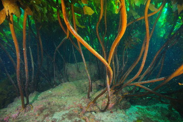 Sturdy stalks of dense kelp forest of brown Ecklonia radiata holding fast to flat rocky bottom.
