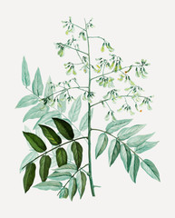 Japanese pagoda tree