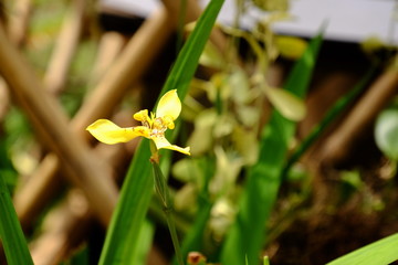 Beautiful yellow orchid flowers with green leaves