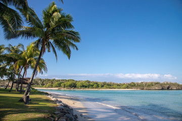Fiji with Palm Tree