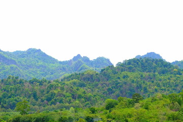Fototapeta na wymiar rainforest views, streams, big trees, beautiful rocks and varieties of plants