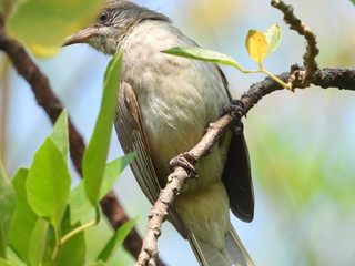 Streak-eared bulbul is on the tree.