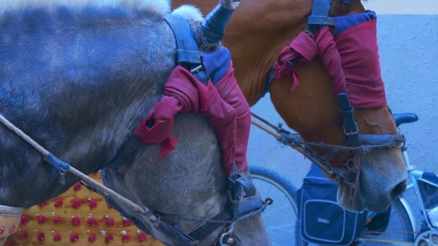 The eyes of horses are closed with a red bandage, which allows not to frighten animals