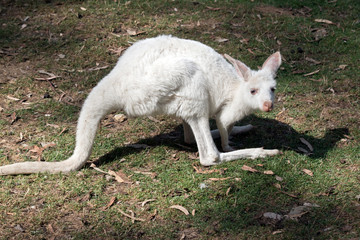 an albino joey kangaroo