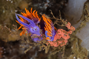 Nudibranch laying Eggs