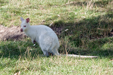 an albino red necked wallaby