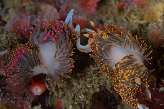 Nudibranch Couple